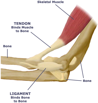 File:Tendon ligament diagram.png