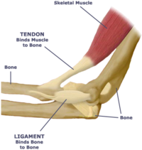 Tendon ligament diagram.png